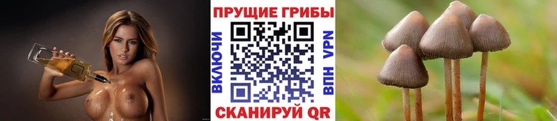 где найти наркотики  Нефтекамск  Псилоцибиновые грибы GOLDEN TEACHER 
